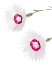 Two beautiful pink carnation on a white background