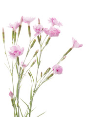 beautiful bouquet of pink carnations