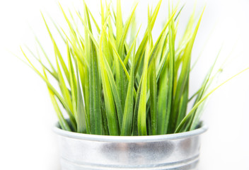 Decorative green grass in metallic pot