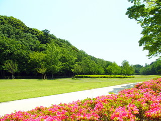 躑躅咲く公園風景