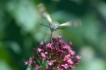 Taubenschwaenzchen; Macroglossum; stellatarum;