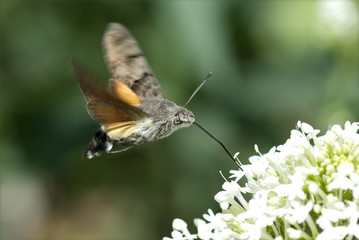 Taubenschwaenzchen; Macroglossum; stellatarum;