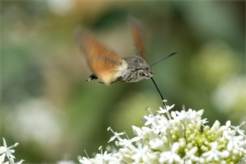 Taubenschwaenzchen; Macroglossum; stellatarum;