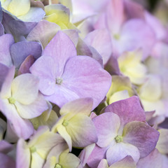 Hydrangea flowers in a garden