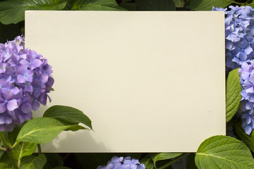 Paper note in hydrangea flowers
