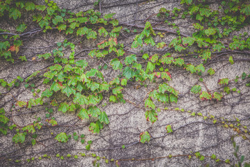 Green ivy climber tree on old concrete wall