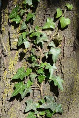 Efeu am Baum