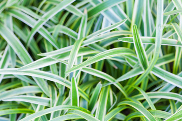 Beautiful green leaf bush in summer season