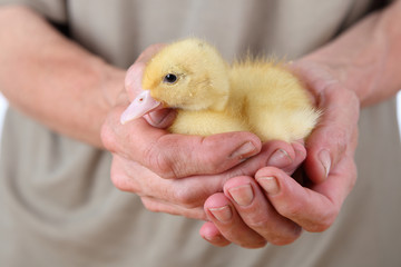 Yellow duckling in male hands