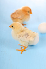 Yellow chickens and eggs