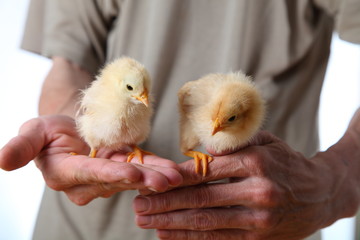 Two chickens in male hands