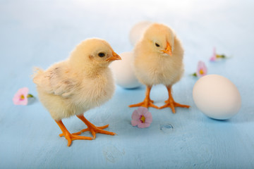 Yellow chickens and eggs