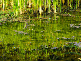 Reed and the reflection in water