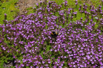 Wilder Tymian auf Madeira