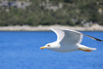 Seagull flying against coastline
