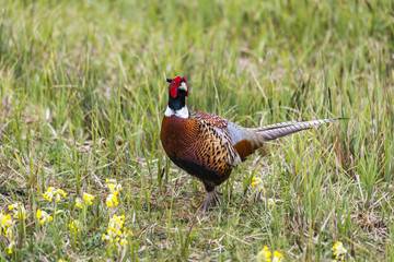 Fototapeta premium Alert and colourful cock (male) common pheasant (Phasianus colchicus) in breeding plumage standing in grass with cowslips, Wildfowl & Wetlands Trust, Arundel, West Sussex, southern England, in spring