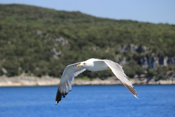 Seagull flying against coastline 3