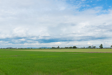 Fototapeta na wymiar Green field with sky