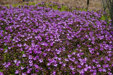 Wilder Tymian auf Madeira