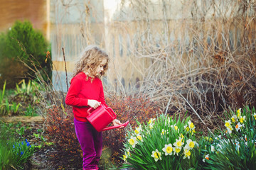 Little girl watering a flowers narcissus with watering can. © ulkas