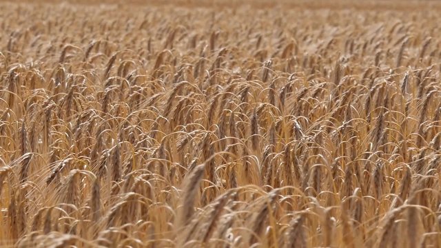Slow motion of ripe Barley waving in the wind