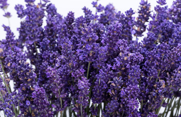 .Lavender isolated on white background. Close up.