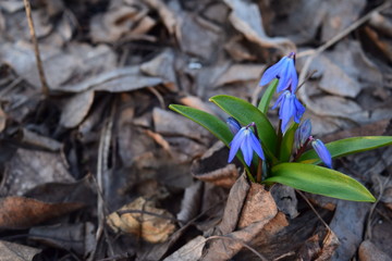 Подснежник 