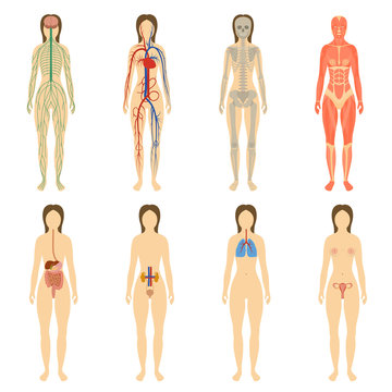 Set of human organs and systems of the body vitality.