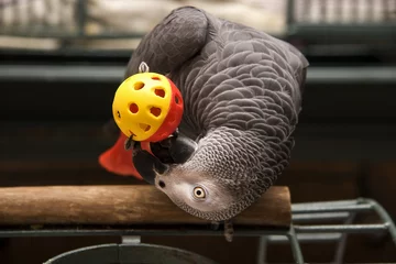 Fotobehang Papegaai Afrikaanse grijze papegaai speelt met een balspeelgoed