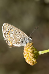 Kelebek