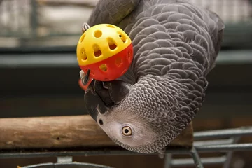 Rolgordijnen Afrikaanse grijze papegaai speelt met een speeltje © Jill Lang