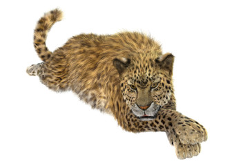 Big Cat Leopard
