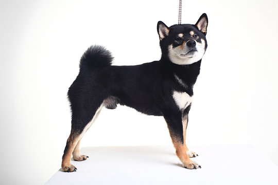 Shiba Inu On A White Background