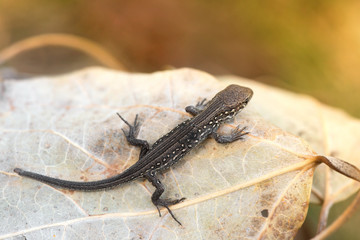 lizard on a leaf