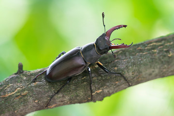 Stag-beetle on a branch