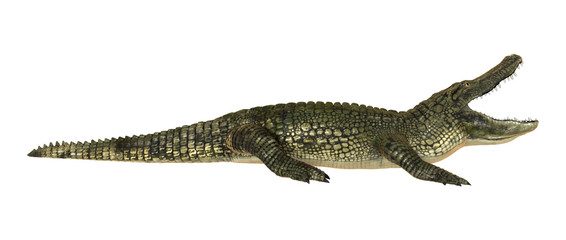 Obraz premium American Alligator