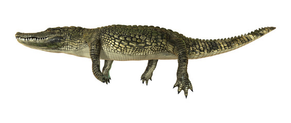 American Alligator