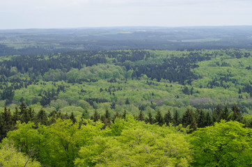 Naklejka premium Mischwald - Harz