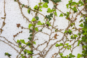 ivy on wall of the destroyed building