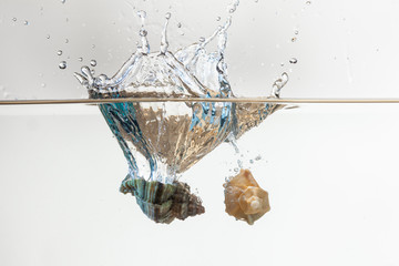 Conchiglie marine cadono in acqua , creando vortici e schizzi. Luce radente blu, sfondo bianco