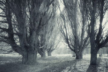 landscape blurred autumn forest