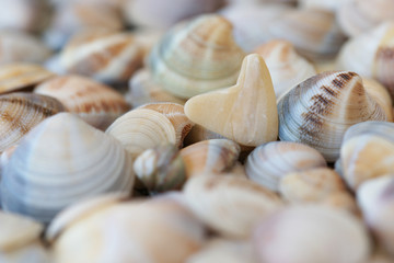 Ракушки крупным планом