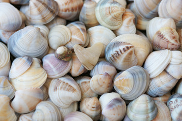 Ракушки крупным планом