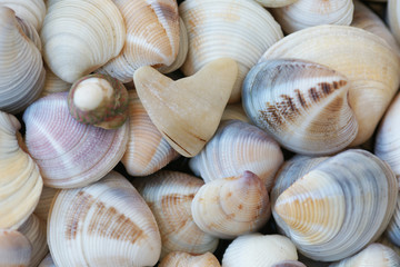 Ракушки крупным планом