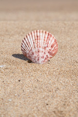 summer template with seashell on sand