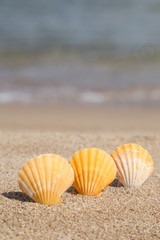 summer template with seashells