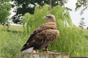White Tailed Sea Eagle