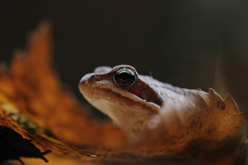 Frog  in beech forest