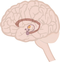 The Limbic System