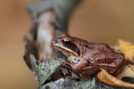 Wood frog (Rana sylvatica) in beech forest